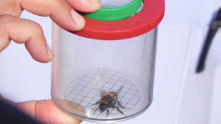 Bee in a container