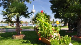 Pflanzen im Strandbad Alte Donau