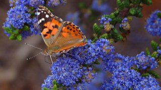 Schmetterling mit orange-schwarzen Flügeln sitzt auf blauen Blüten