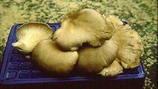 Austern Seitling, Kalbfleisch Pilz (Pleu. ostreatus)