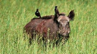 Wildschwein in hohem Gras, zwei Vgel auf seinem Rcken