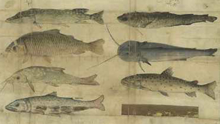 Ausschnitt aus der Fischereiurkunde von Maximilian I. 1506