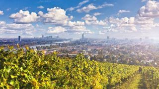 Blick auf Wien mit Weinreben im Vordergrund