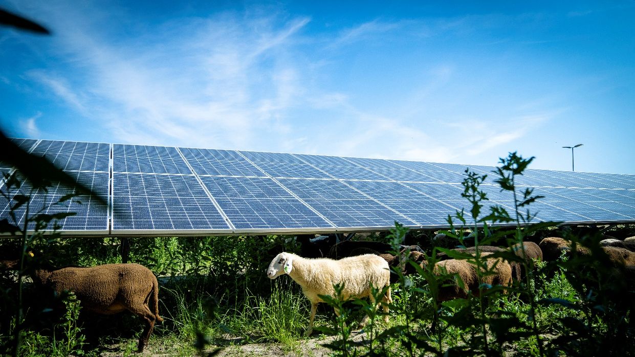 Kapitelbild: Das Bild zeigt Paneele der Photovoltaik-Anlage im Schaffelhof mit davor laufenden Schafen. 
© Stadt Wien – Energieplanung / Fürthner