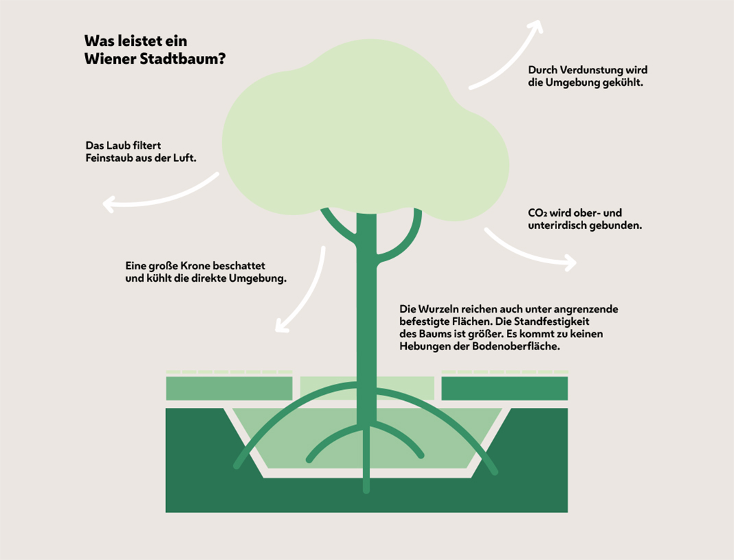 Die Grafik zeigt was ein Wiener Stadtbaum leistet. Er filtert Feinstaub, kühlt die direkte Umgebung und betreibt Photosynthese. 