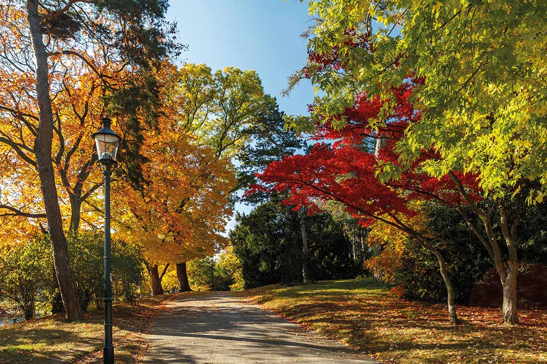 Foto von einem Gehweg durch einen Park. Die Blätter der Bäume sind bunt gefärbt. 