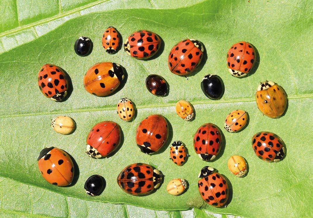 In dem Bild befindet sich 25 Marienkäfer, welche unterschiedlich Groß sind und andere Muster haben auf einem Blatt. 