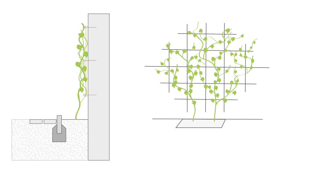 Grafiken einer bodengebundenen Begrünung mit starrer flächiger Kletterhilfe
© GREEN4CITIES