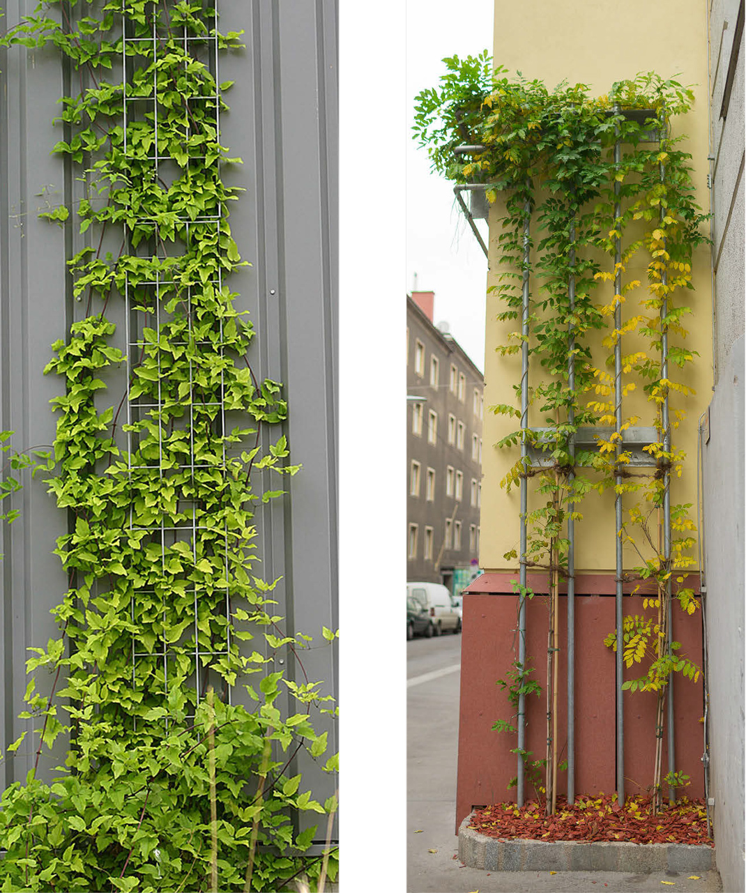 Zwei Fotos von bodengebundenen Fassadenbegrünungen mit starrer linearer Kletterhilfe
(c) LEGI bzw. Stadt Wien - Umweltschutz
