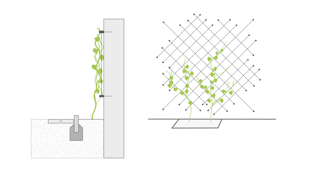 Grafiken einer bodengebundenen Fassadenbegrünung mit flexibler flächiger Kletterhilfe
© GREEN4CITIES