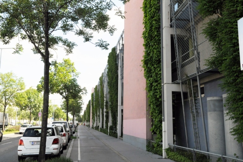 Foto einer bodengebundenen Fassadenbegrünung mit flexibler flächiger Kletterhilfe
(c) Stadt Wien - Umweltschutz