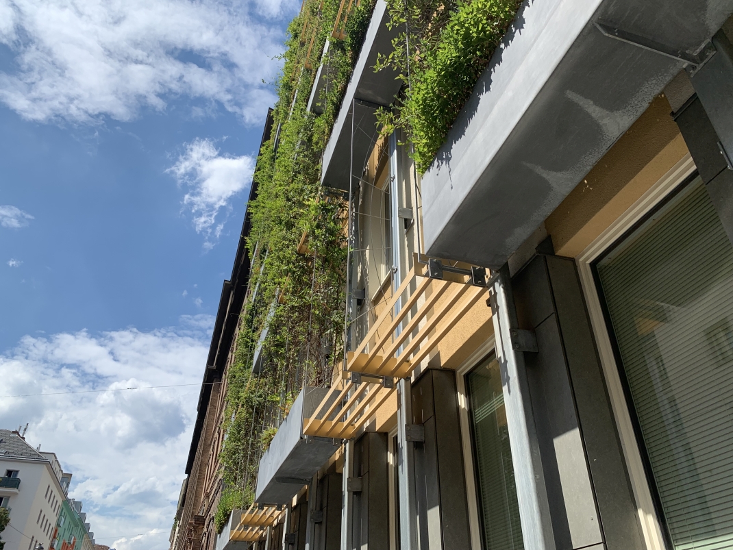 Foto einer fassadengebundenen Fassadenbegrünung mit punktuellem teilflächigem Vegetationsträger
© GREEN4CITIES