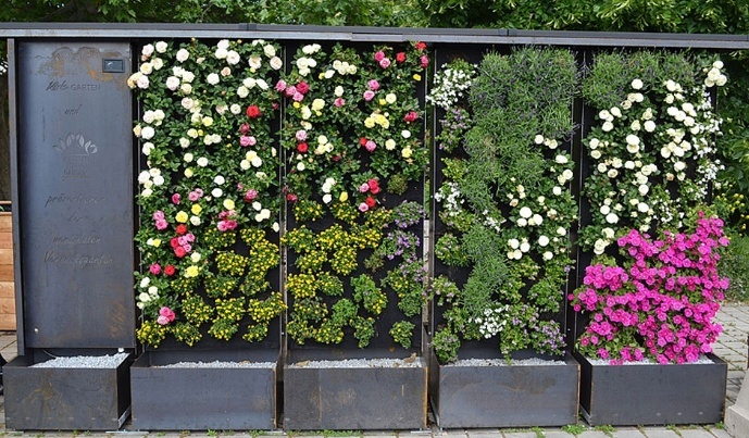 Foto einer fassadengebundenen Fassadenbegrünung mit vollflächigem Vegetationsträger im Baukastensystem. Lage der Pflanze im Winkel von < 90 °
(c) VERTiCAL MAGIC GARDEN