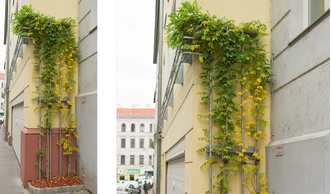 zwei Fotos eines Best Practice Beispiels für eine Begrünung mit bodengebundenem System mit Kletterhilfen
(c) Stadt Wien - Umweltschutz