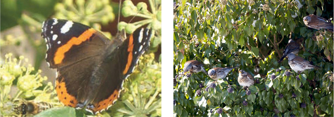 Fotos von einem Schmetterling und Wacholderdrosseln an Grünfassaden.
(c) Stadt Wien - Umweltschutz bzw. BRODOWSKI-FOTOGRAFIE.DE