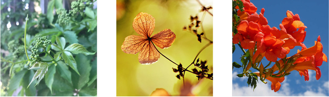 drei Fotos von Kletterpflanzen (Wilder Wein, Kletterhortensie, Trompetenblume)
© GREEN4CITIES (erstes Bild) bzw. Pixabay