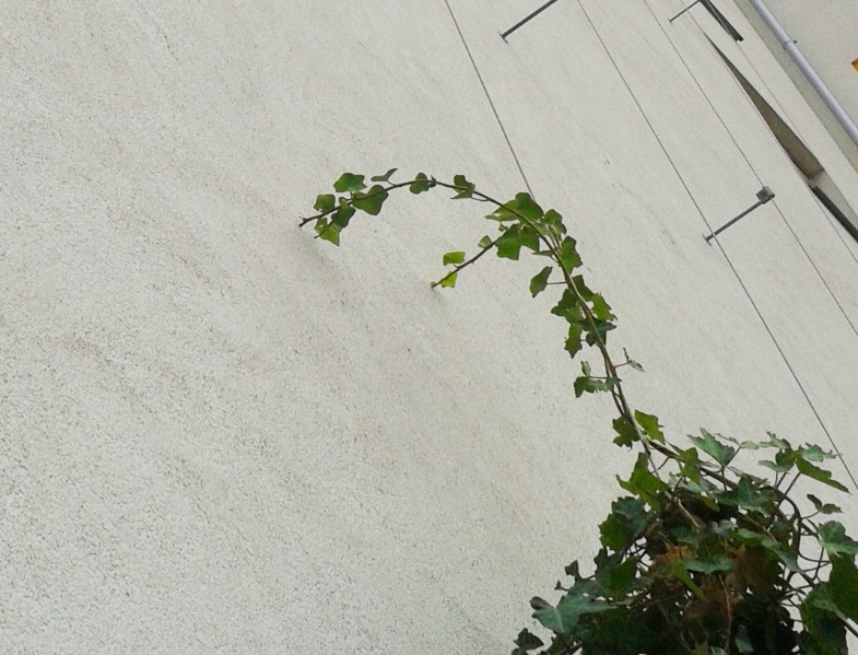 Foto von Efeu an einer ungeeigneten Rankhilfe aus Drahtseilen
© Stadt Wien – Umweltschutz