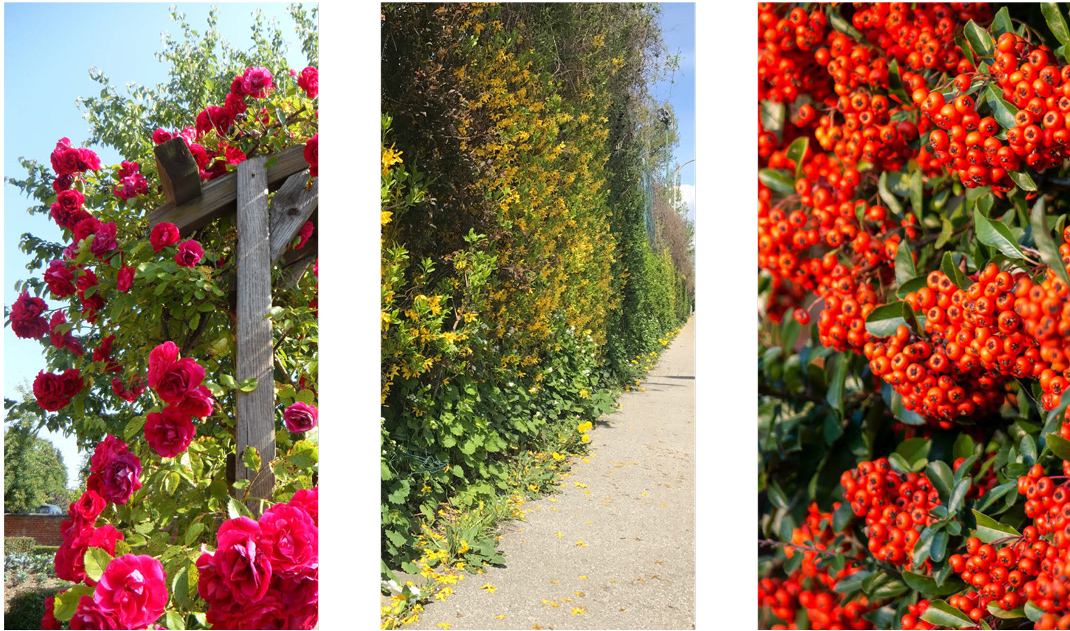 drei Fotos von Kletterrose, Winterjasmin und Feuerdorn
© GREEN4CITIES