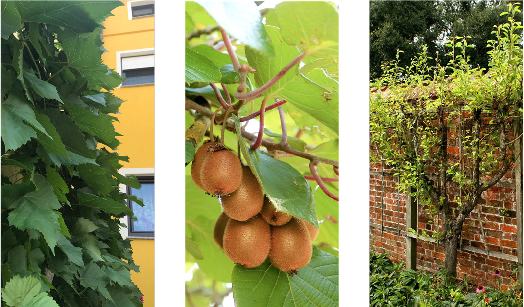 drei Fotos von Echtem Wein, Kiwipflanze und einem Apfelspalier
© GREEN4CITIES