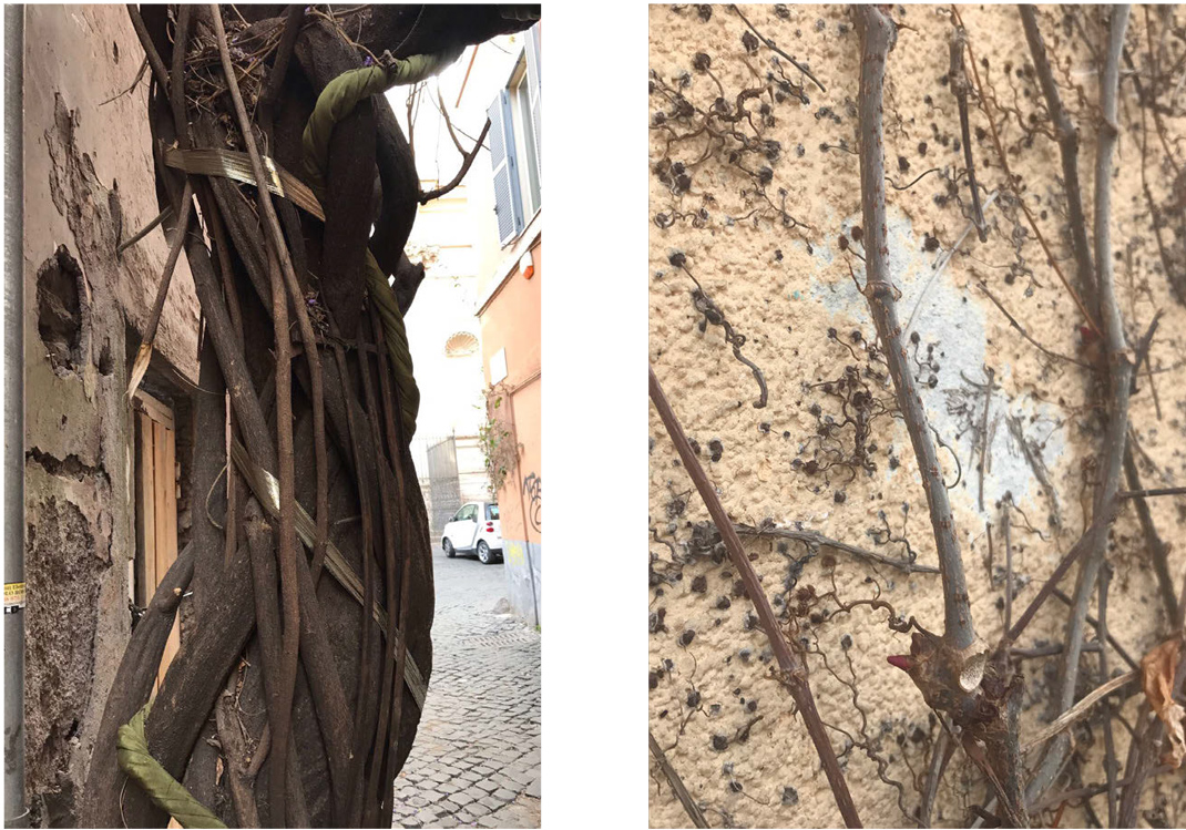 links: dicht wucherndes Gehölz sprengt und verbiegt Befestigungen.
(c) VfB
rechts: die Haftscheiben reißen Farbe von der Fassade
© GREEN4CITIES