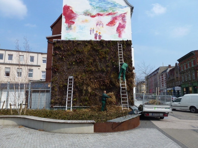 Arbeiter auf Leitern arbeiten an einer begrünten Fassade
(c) VfB