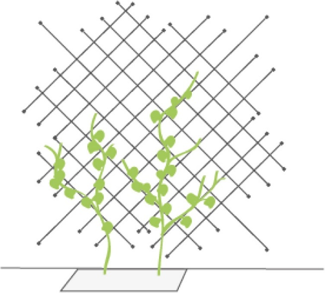 Grafik einer Kletterpflanze mit netzartiger Kletterhilfe
© GREEN4CITIES