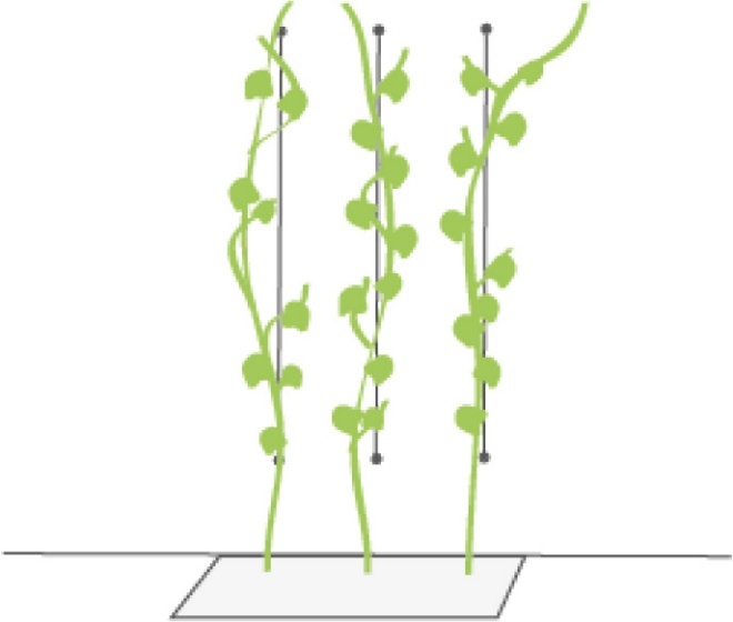 Grafik einer Kletterpflanze mit linearen Kletterhilfen
© GREEN4CITIES
