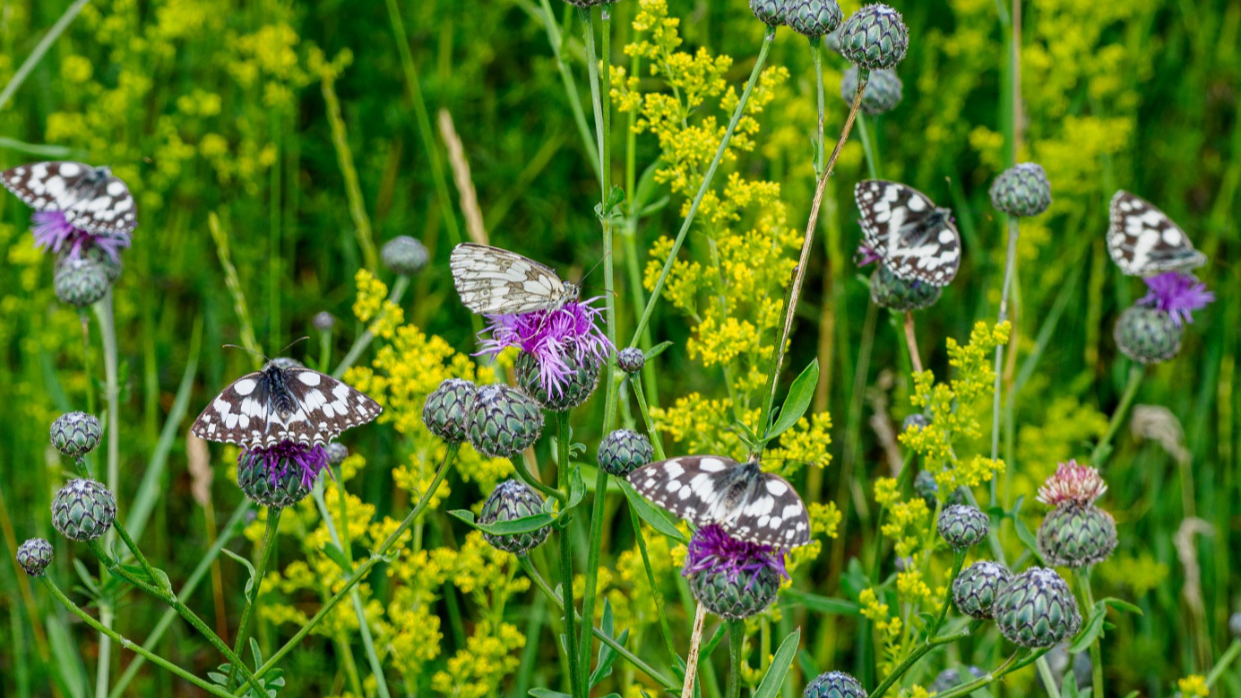 Kapitelbild: 5 Schachbrettfalter auf Blüten in einer Wiese