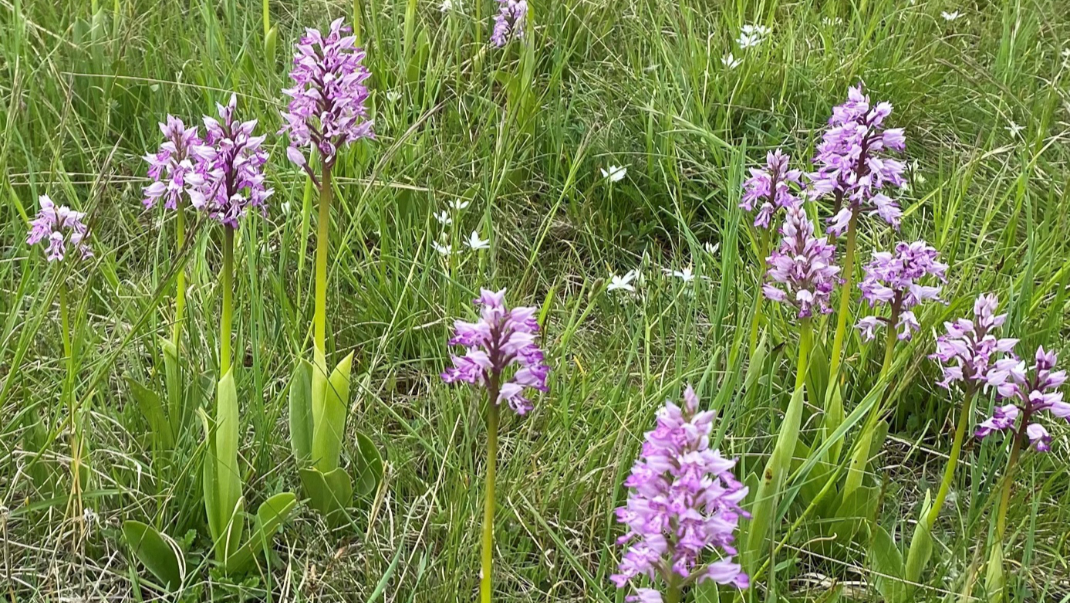 Orchideen auf einer Wiese in der Lobau