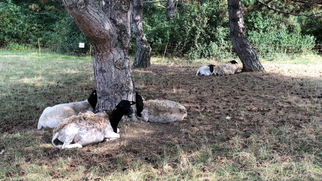 Schafe rasten im Schatten eines Baums