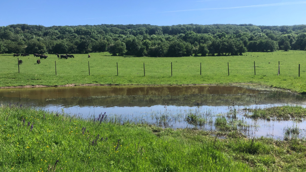 Lainzer Teich mit Weide und Vieh. Im Hintergrund Wald