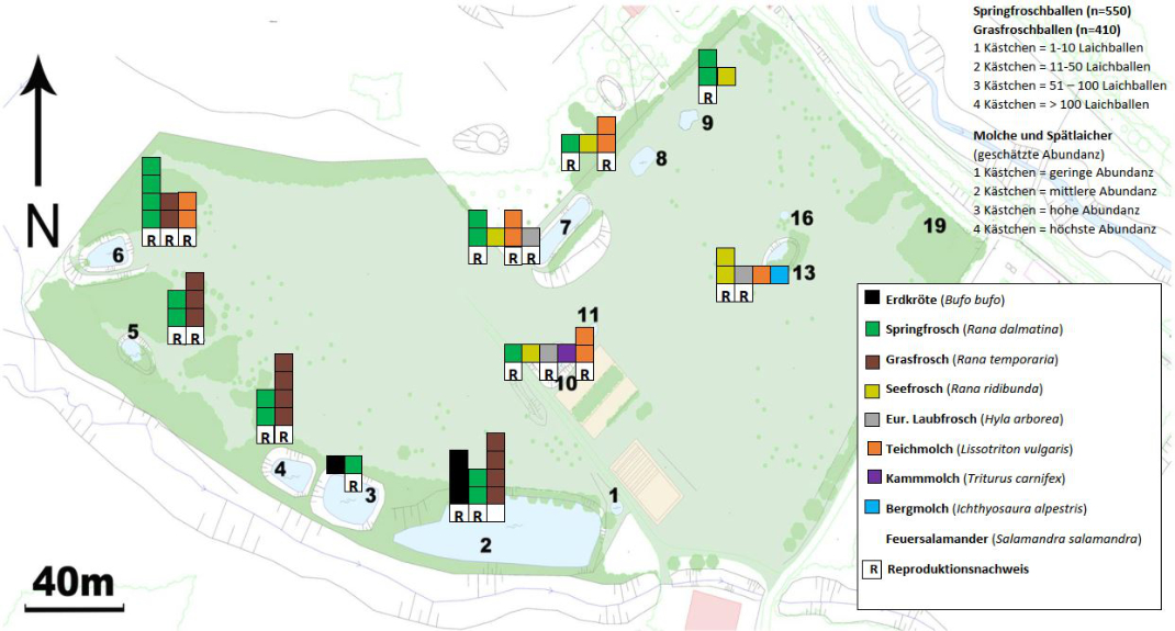 Schematische Karte: Übersicht über Arteninventar und Reproduktion der Amphibienarten in den Untersuchungsgewässern an der Exelbergstraße 