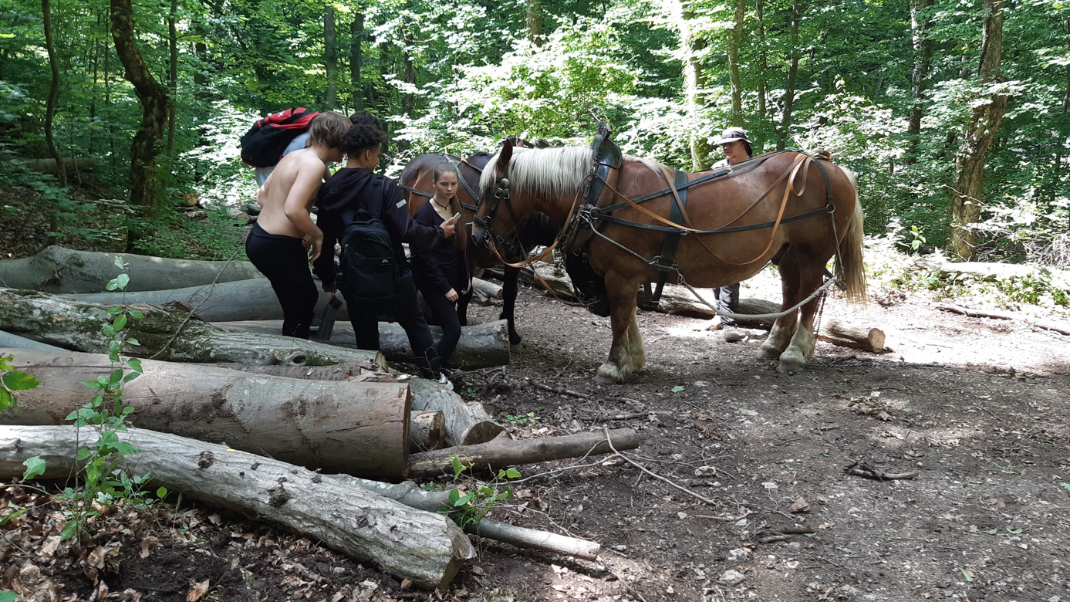 Schüler*innen im Wald mit Baumstämmen und Pferden