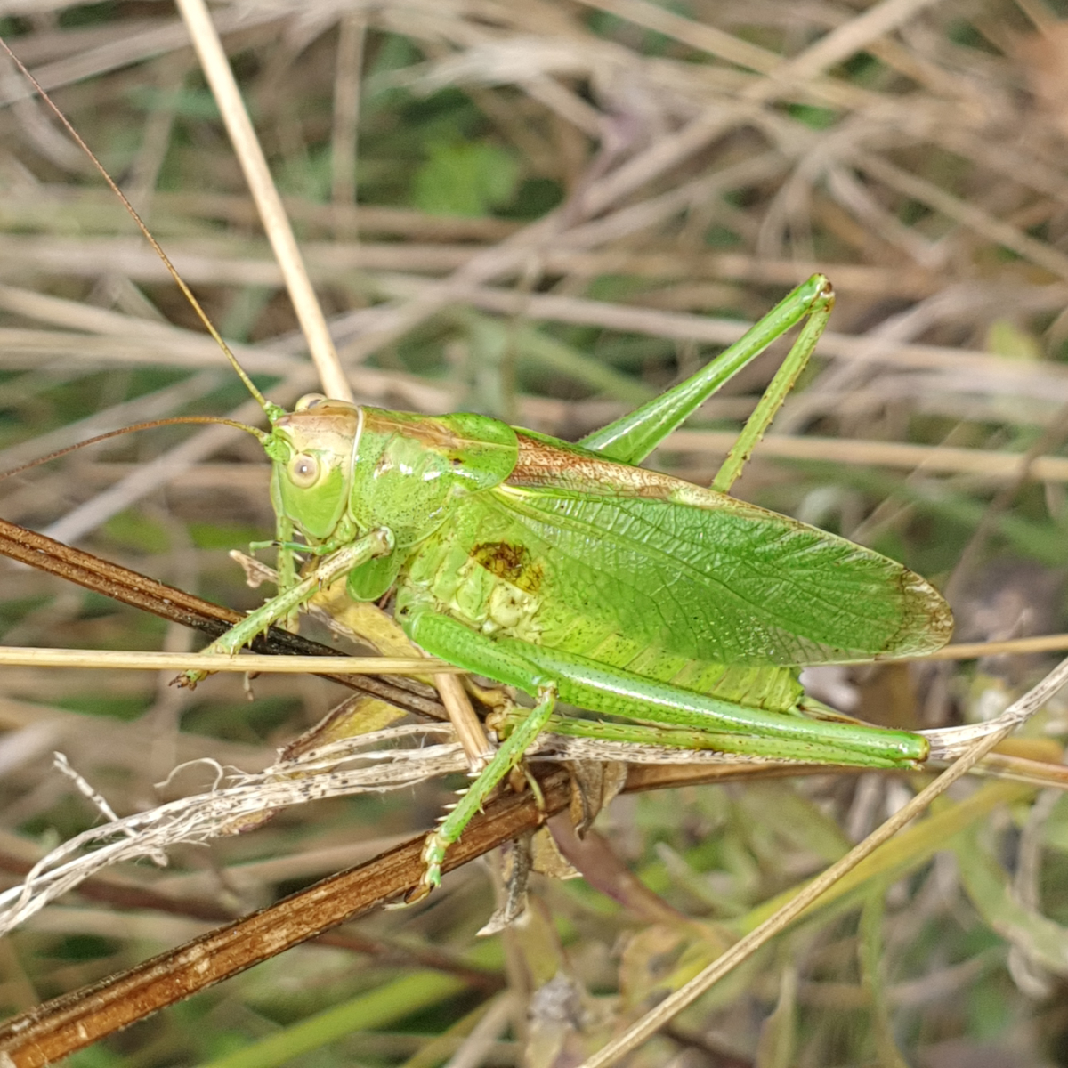Titelbild: Zwitscherschrecke