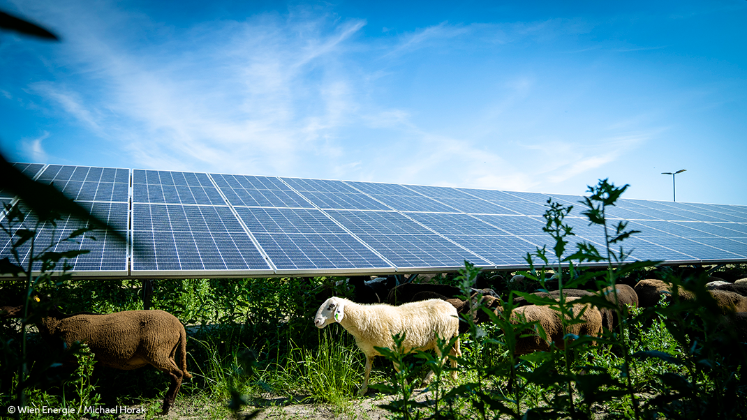 Schafe weiden inmitten einer begrünten Solaranlage