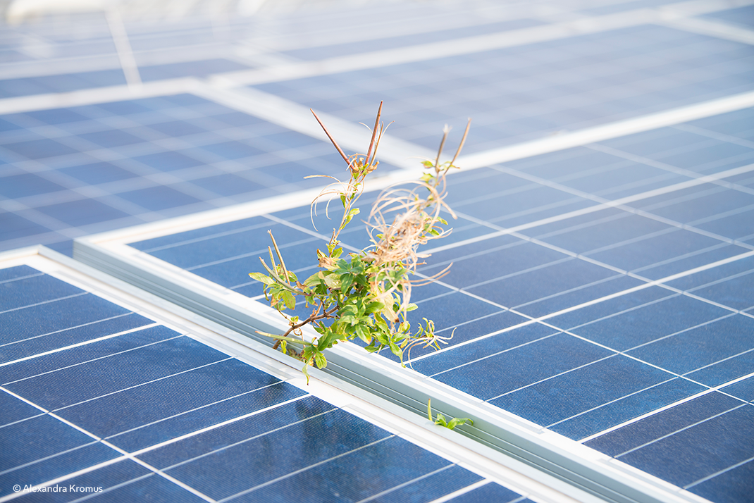 Grüne Blätter wachsen zwischen Solarpanelen