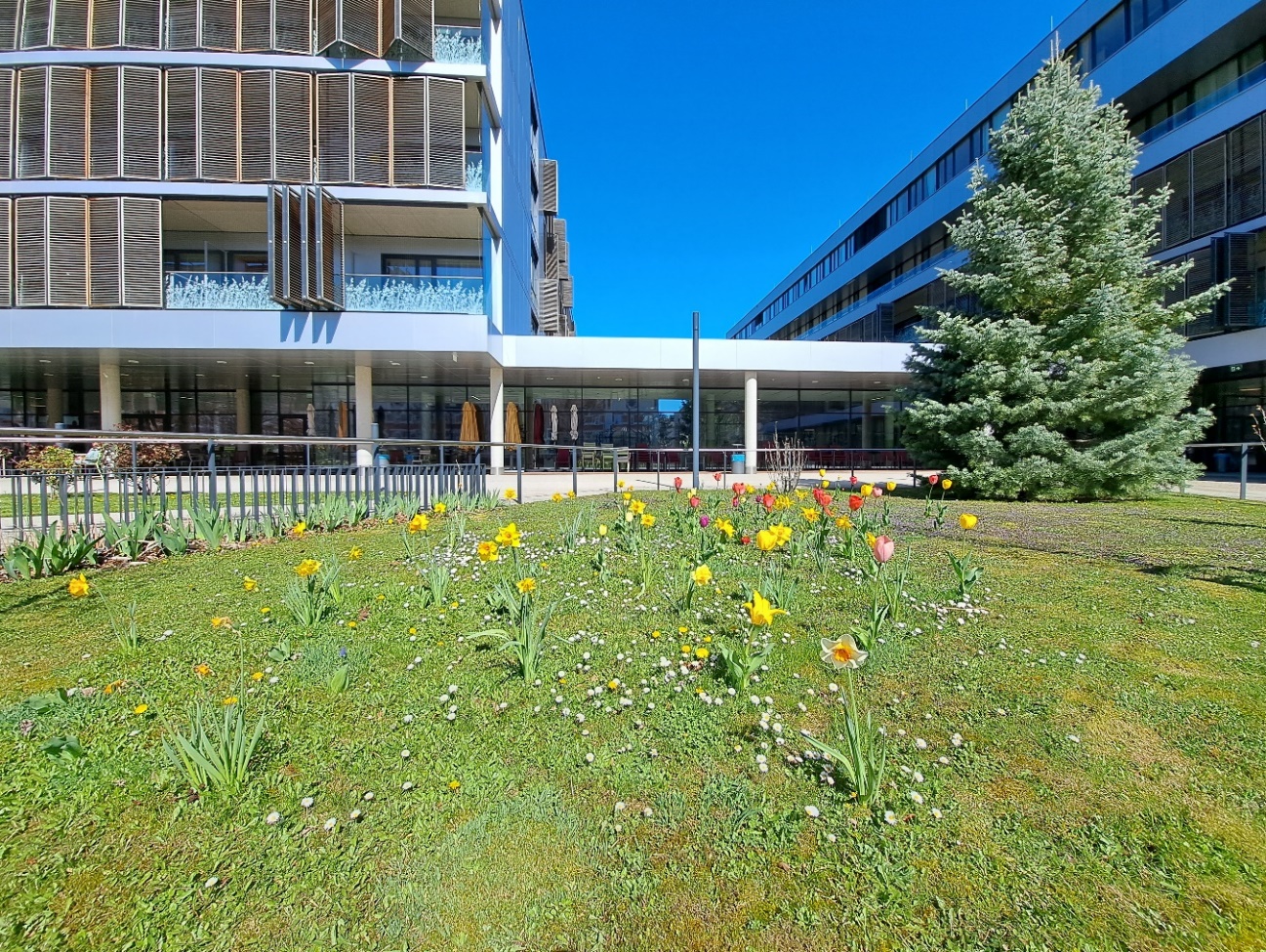 Abbildung: Eine bienenfreundliche Wiese beim Pflegewohnhaus Baumgarten. © Karin Springer