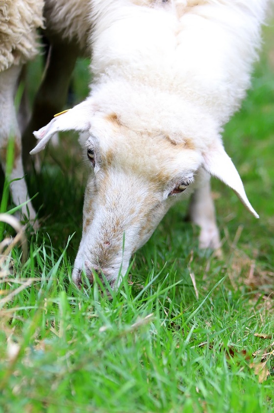 Abbildung: Zur extensiven Beweidung werden alte Schafrassen eingesetzt. © Martin Votava