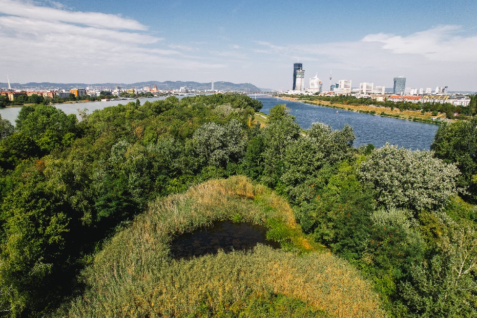 Abbildung: Neu angelegtes Teichbiotop auf der Donauinsel. © Enjoy the Soup