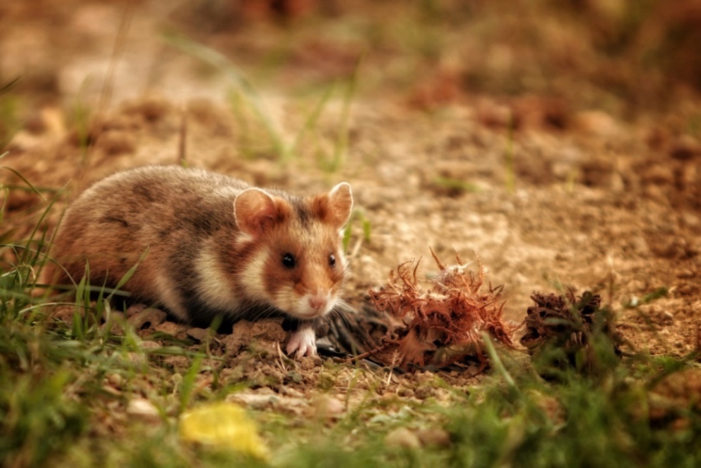 Abbildung: Der Europäische Feldhamster (Cricetus cricetus)  © Barbara Reinwein, Stadt Wien – Umweltschutz