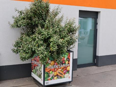 Abbildung: „Wanderbäume“ wachsen zu Schattenspendern heran. © Stadt Wien – Wiener Märkte