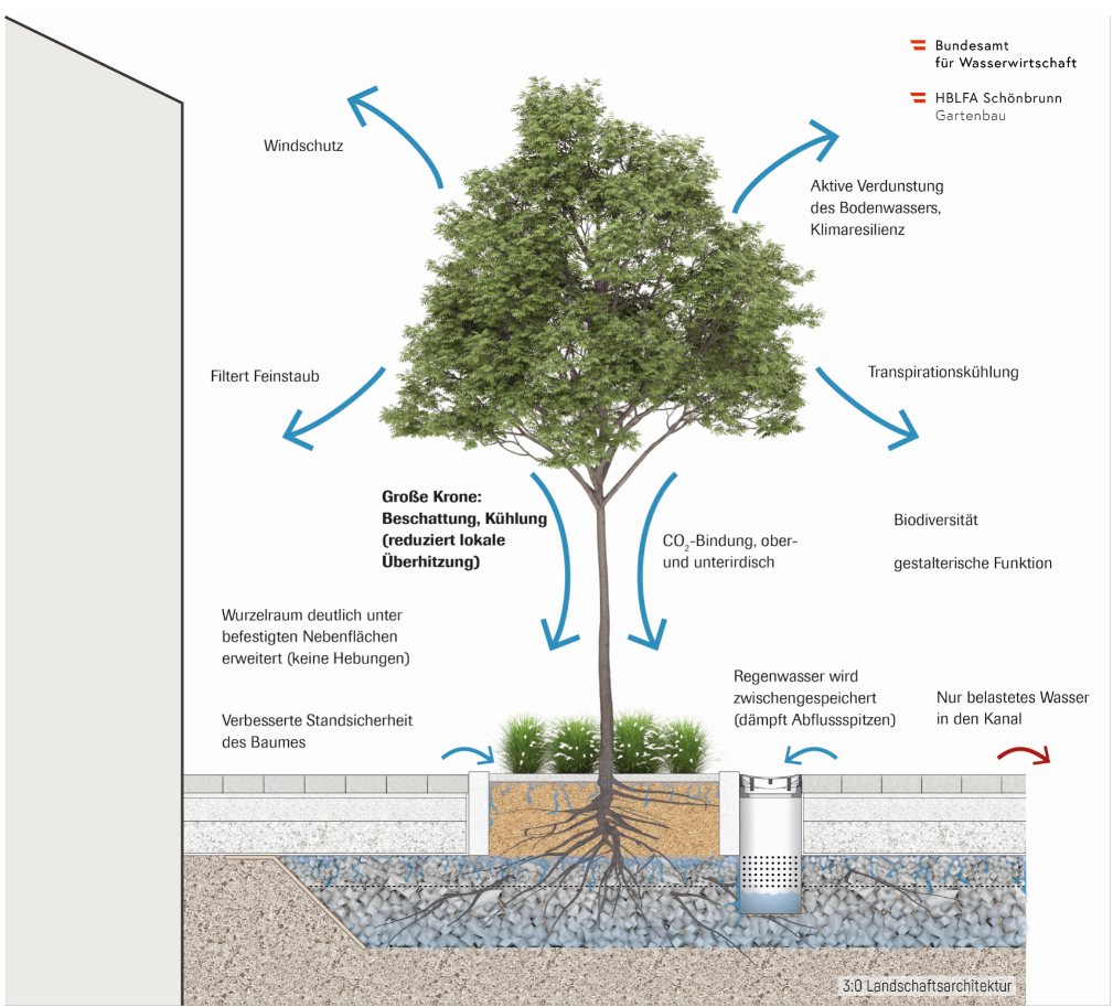 Abbildung: Darstellung der klimawirksamen Eigenschaften eines Stadtbaums. © 3zu0 landschaftsarchitektur
