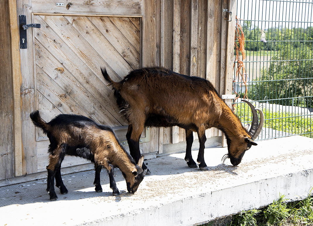 Pinzgauer Ziegen auf der Deponie Rautenweg Copyright: MA 48