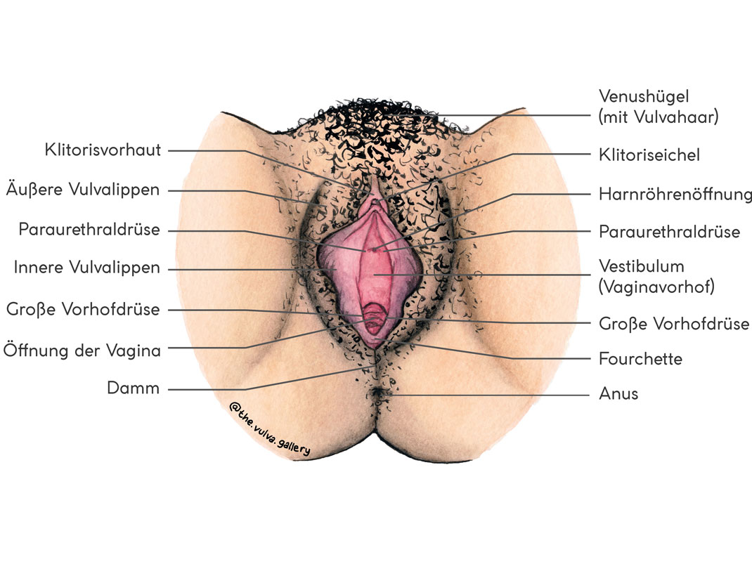 Anatomische Zeichnung der weiblichen Vulva mit Beschriftungen wichtiger Strukturen wie Klitorisvorhaut, äußere und innere Vulvalippen, Paraurethraldrüse, große Vorhofdrüse, Öffnung der Vagina, Damm, Venushügel, Klitoriseichel, Harnröhrenöffnung, Vestibulum, Fourchette und Anus. Die Darstellung zeigt die Lage der einzelnen Bestandteile, hervorgehoben durch Linien und Beschriftungen.