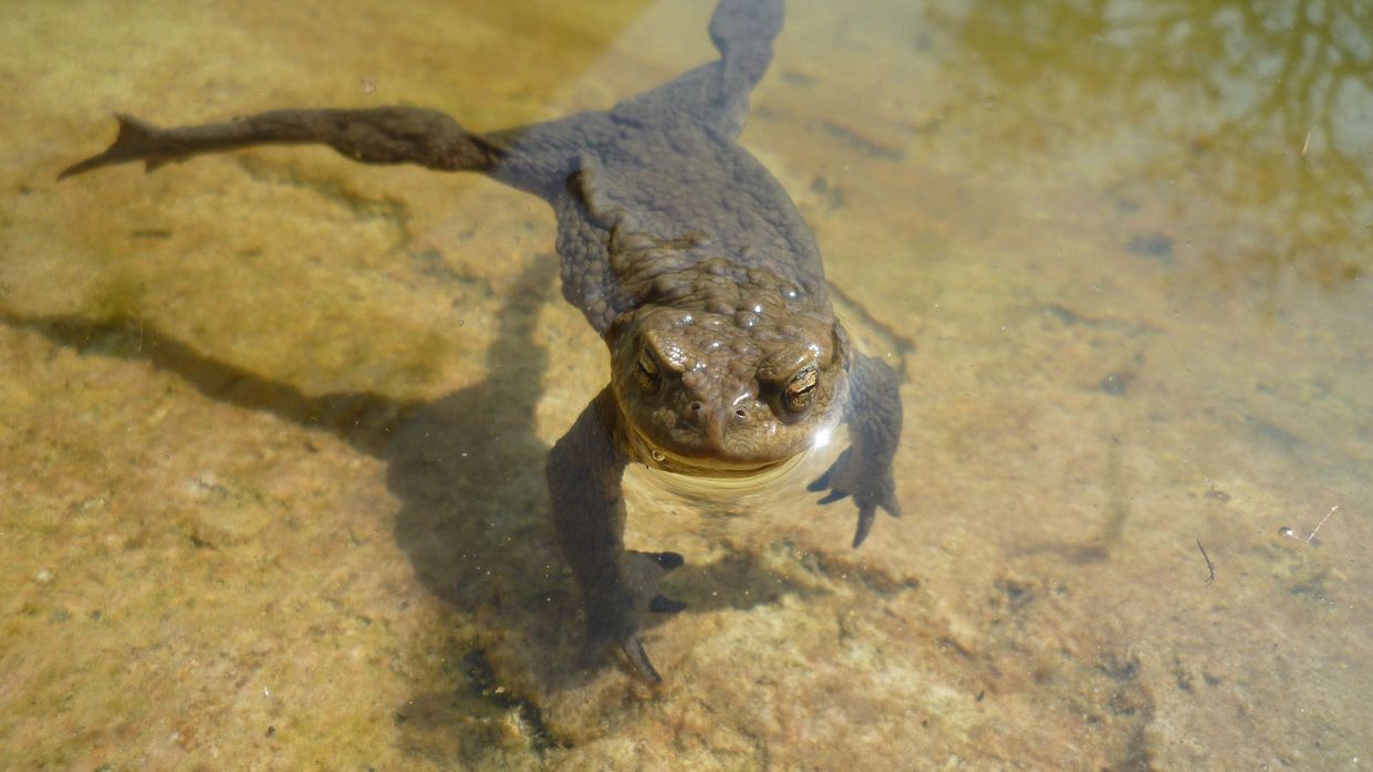 Kapitelbild: Eine Erdkröte treibt mit ausgestreckten Gliedmaßen im klaren Wasser über hellem Grund. 
@ Manfred Schönwälder, Stadt Wien Umweltschutz