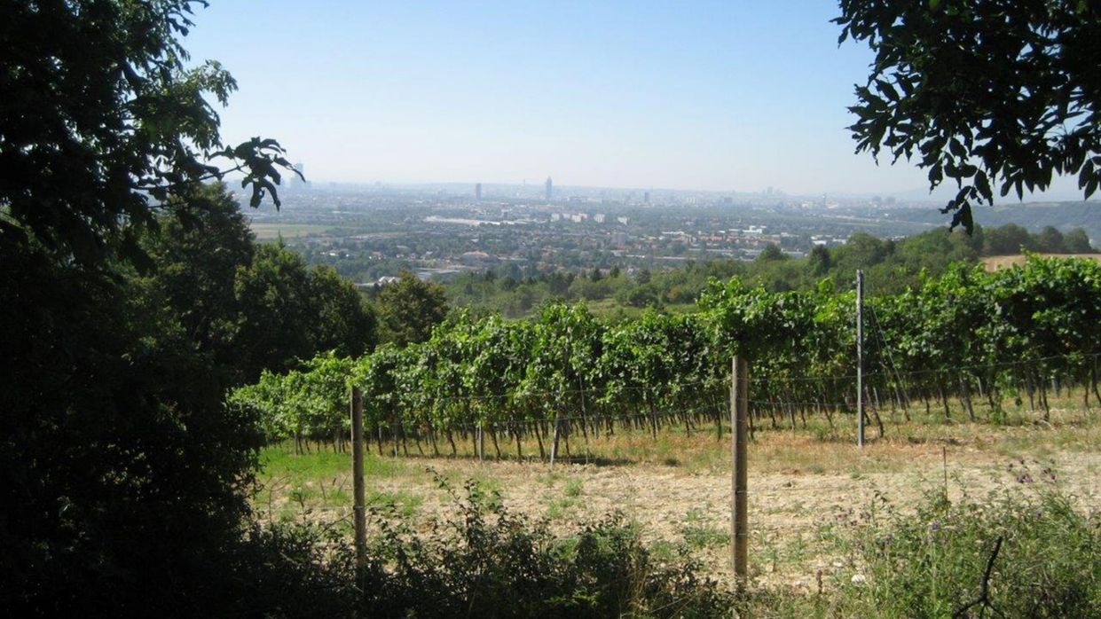 Kapitelbild: Blick über sommerlichen grünen Weingarten und Wald auf Wien
@ Marlis Schnetz, Stadt Wien Umweltschutz