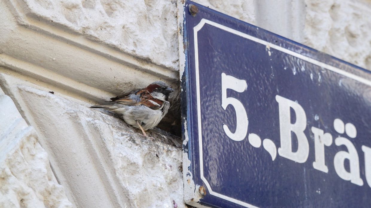 Kapitelbild: Ein Haussperling sitzt in einer Mauernische einer alten Hausfassade. Direkt daneben befindet sich ein blaues Straßenschild. 
@ Matthäus Greilhuber, Stadt Wien Umweltschutz