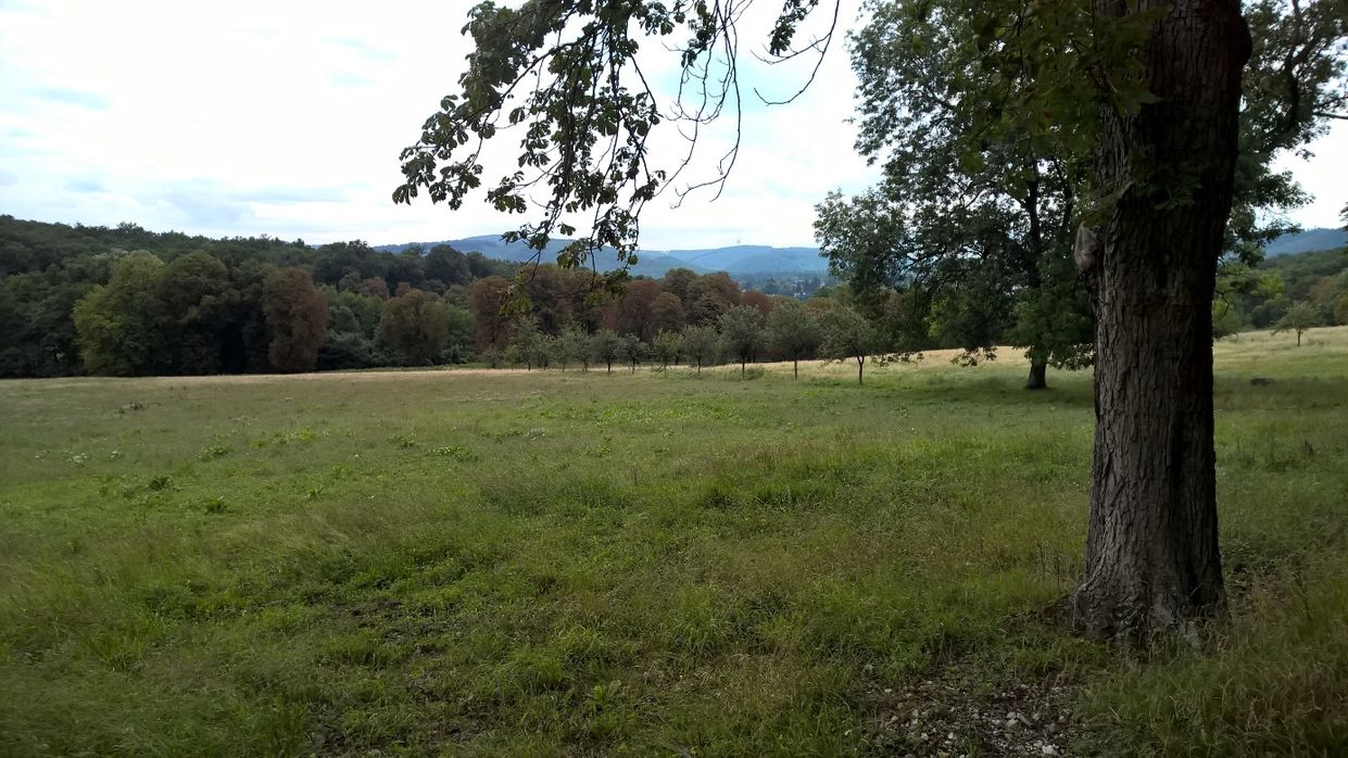 Kapitelbild: Wiese mit Bäumen und Wald im Hintergrund
@ Harald Gross, Stadt Wien Umweltschutz