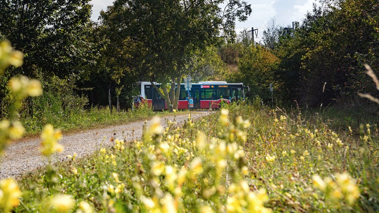 Kapitelbild: Von Bäumen gesäumter Schotterweg, an dessen Ende ein Bus der Wiener Linien zu sehen ist. Im Vordergrund eine Wiese mit gelb blühenden Blumen.
@ Stadt Wien Stadtentwicklung und Stadtplanung