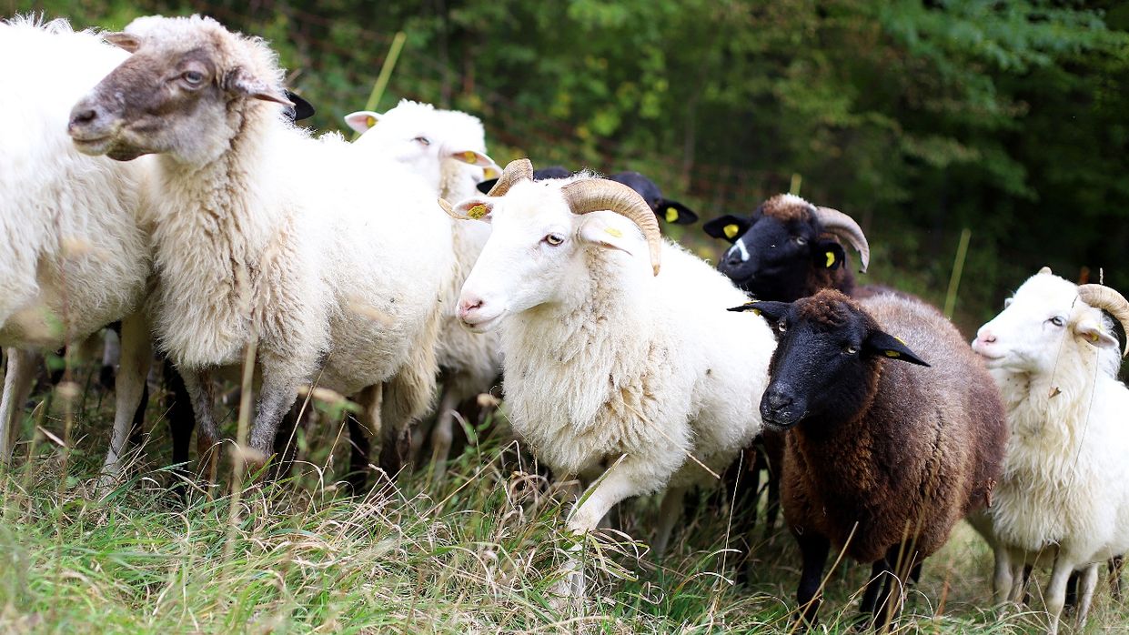 Kapitelbild: Schafe auf Wiese, dahinter der Waldrang.
@ Martin Votava